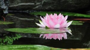 flower, lotus, summer-2514519.jpg